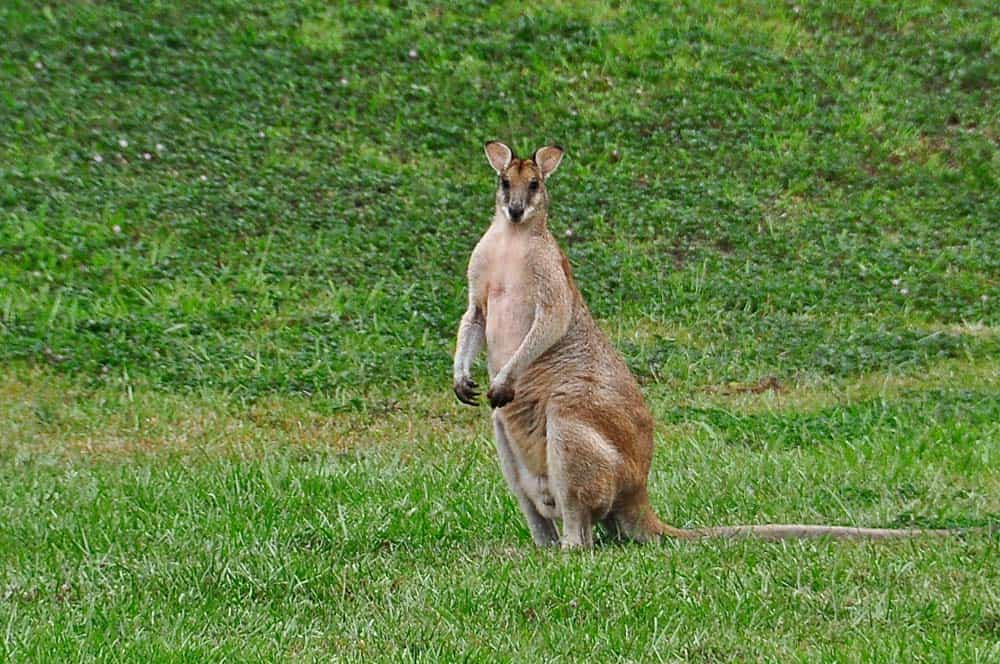 Kangaroo