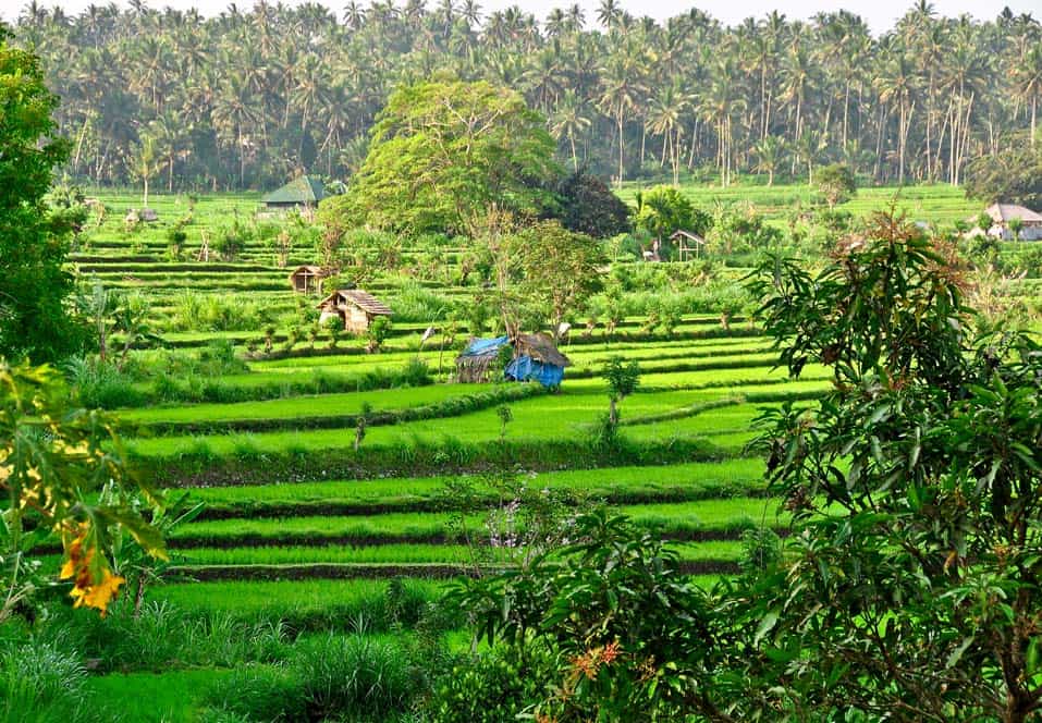 Campi di riso a Tirtagangga vicino a Padang Bai a Bali | Viaggio Indonesia