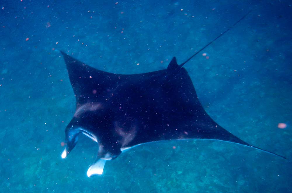Nadar con Mantas en Nusa Lembongan Nadar con Mantas en Nusa Lembongan