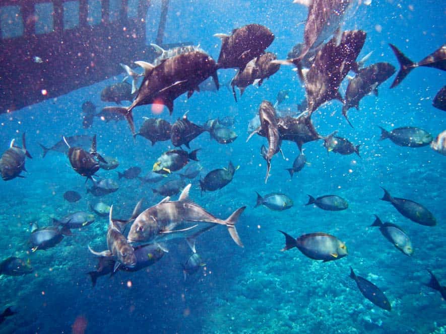 Giant Belly Fish en Nusa Lembongan, Bali Giant Belly Fish en Nusa Lembongan, Bali