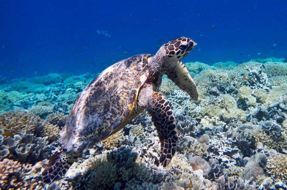 Tartaruga marina a Gilli Meno | Viaggio Indonesia