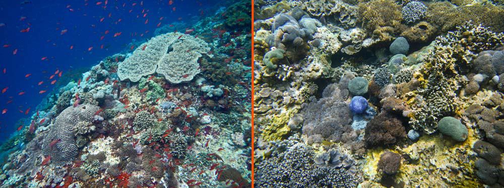 Snorkelling en Bali | Nusa Lembongan Snorkelling en Bali | Nusa Lembongan