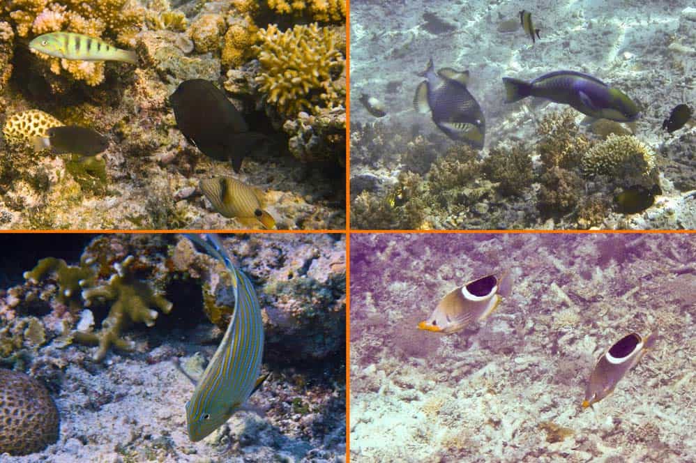 Pesci nella barriera corallina a Gilli Meno | Viaggio Indonesia