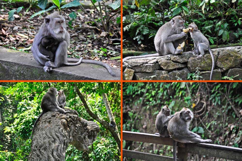 Scimmie nel tempio delle scimmie a Ubud, Bali | Viaggio Indonesia