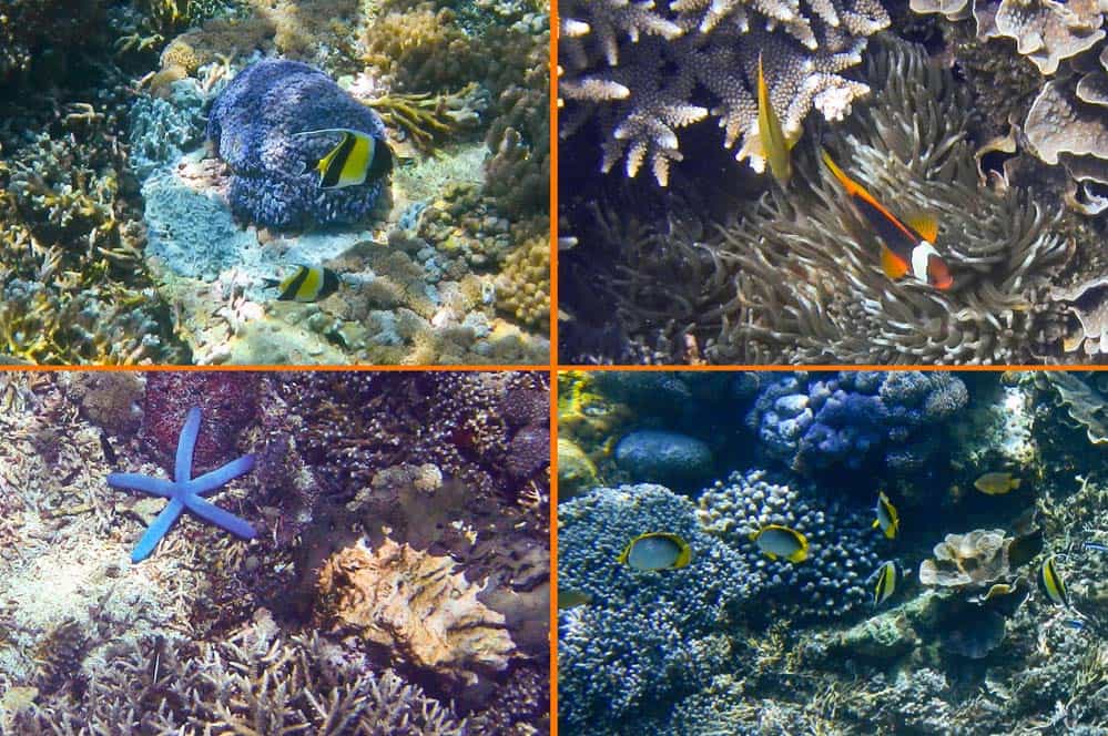 Snorkelling en Nusa Lembongan | Que hacer en Nusa Lembongan Snorkelling en Nusa Lembongan | Que hacer en Nusa Lembongan