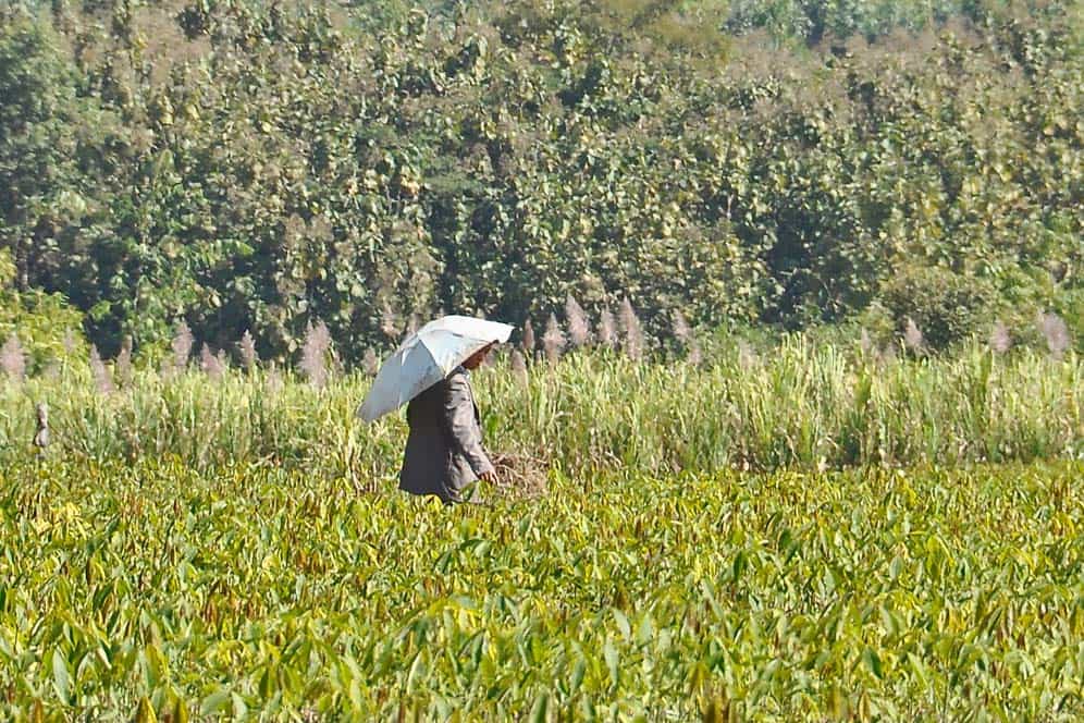 Campagna di Muang Sing in Laos Campagna di Muang Sing in Laos