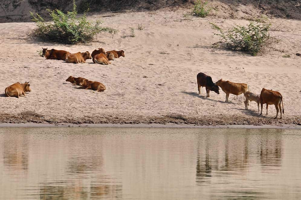 Bufali sulle sponde del fiume Mekong in Laos Bufali sulle sponde del fiume Mekong in Laos