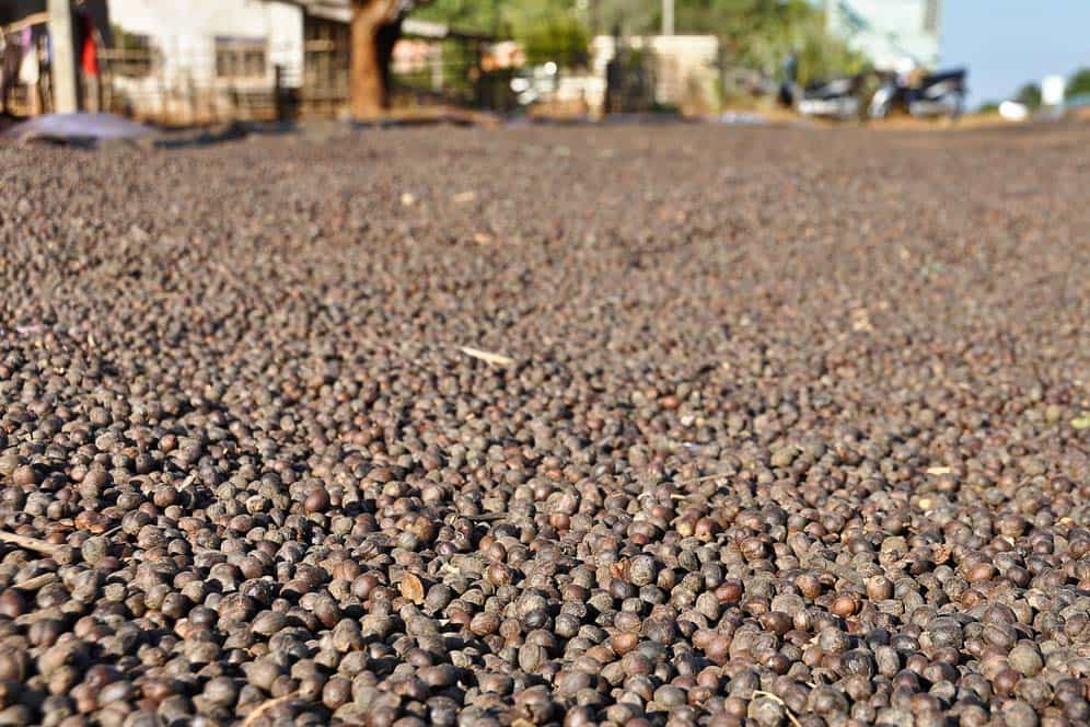 Chicchi di caffè in Laos Chicchi di caffè in Laos