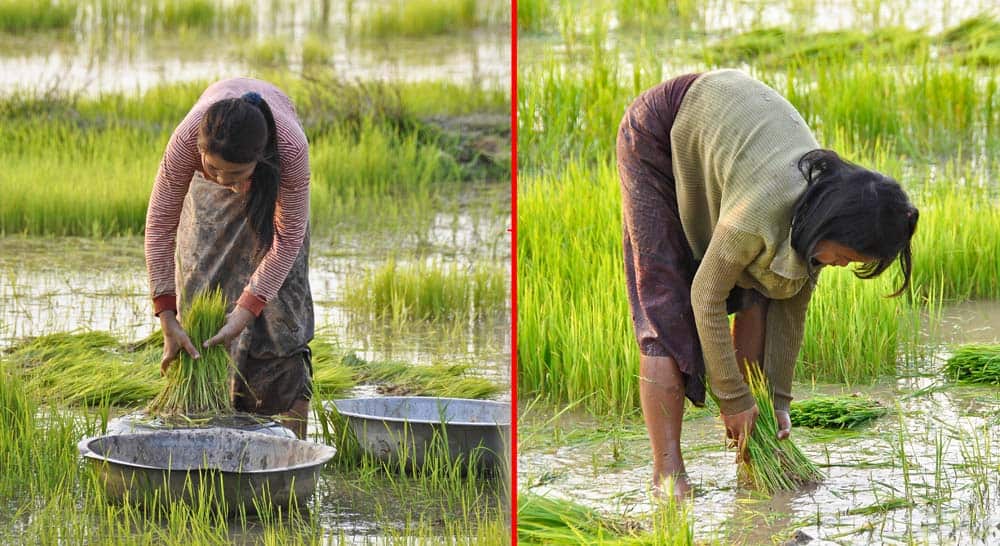 Persone che lavorano nelle risaie nel Laos Persone che lavorano nelle risaie nel Laos