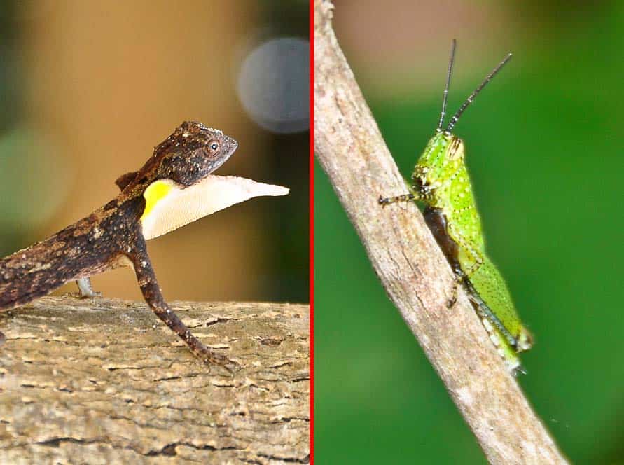 Animales en las playas de Camboya Animales en las playas de Camboya