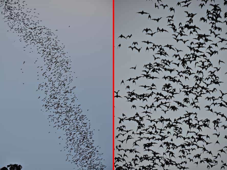 Cueva de murcielagos, Battambang, Camboya Cueva de murcielagos, Battambang, Camboya