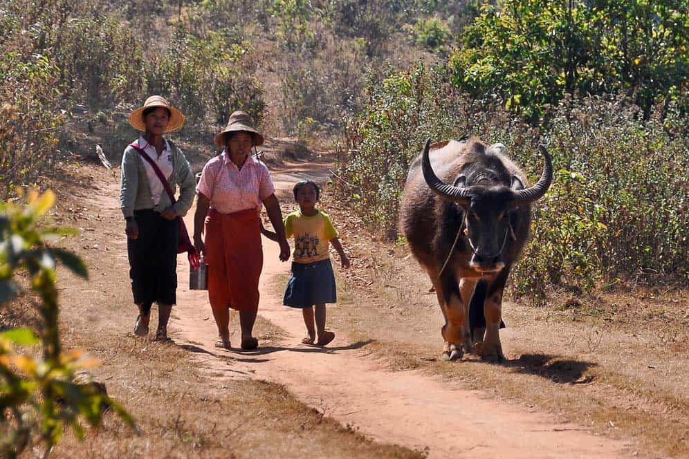 Burmese Family Burmese Family