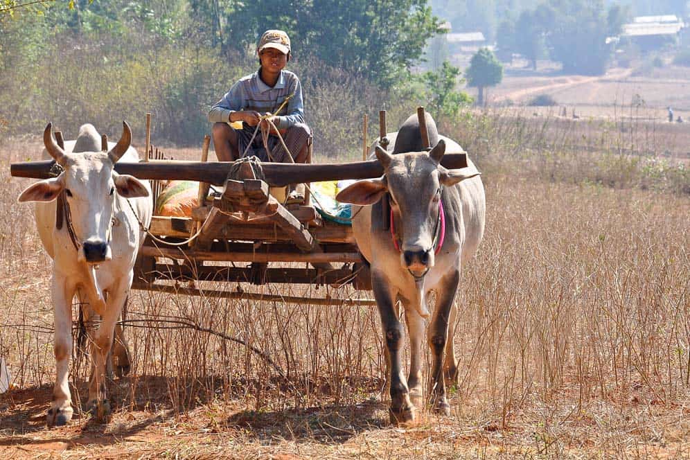 Carro con bufalos Carro con bufalos