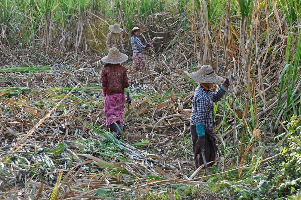 Cutting Sugar Cane
