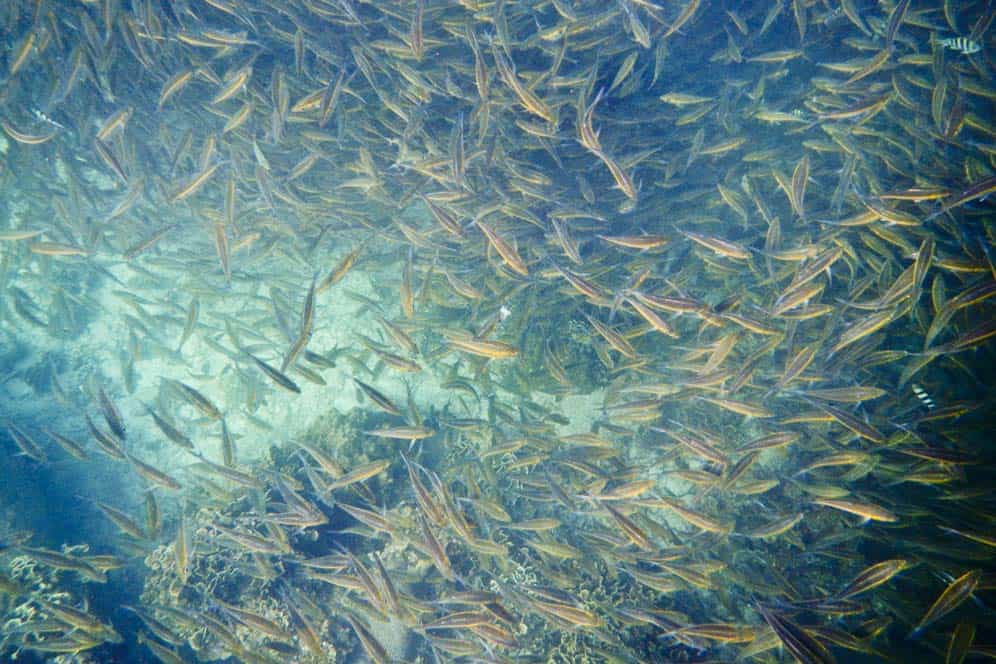 Fish in Koh Tao