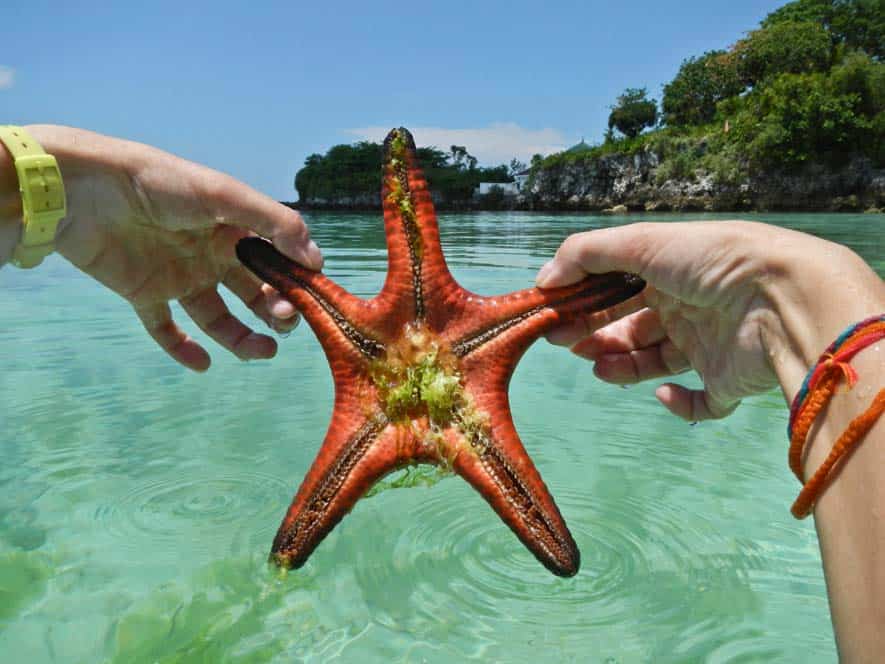 Estrella del mar, Malapascua, Filipinas Estrella del mar, Malapascua, Filipinas