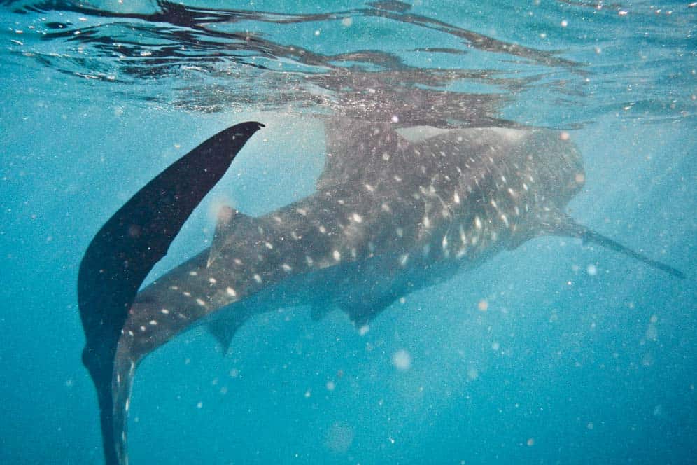 Nadar con tiburones ballenas en Filipinas | Viajar a Filipinas Nadar con tiburones ballenas en Filipinas | Viajar a Filipinas