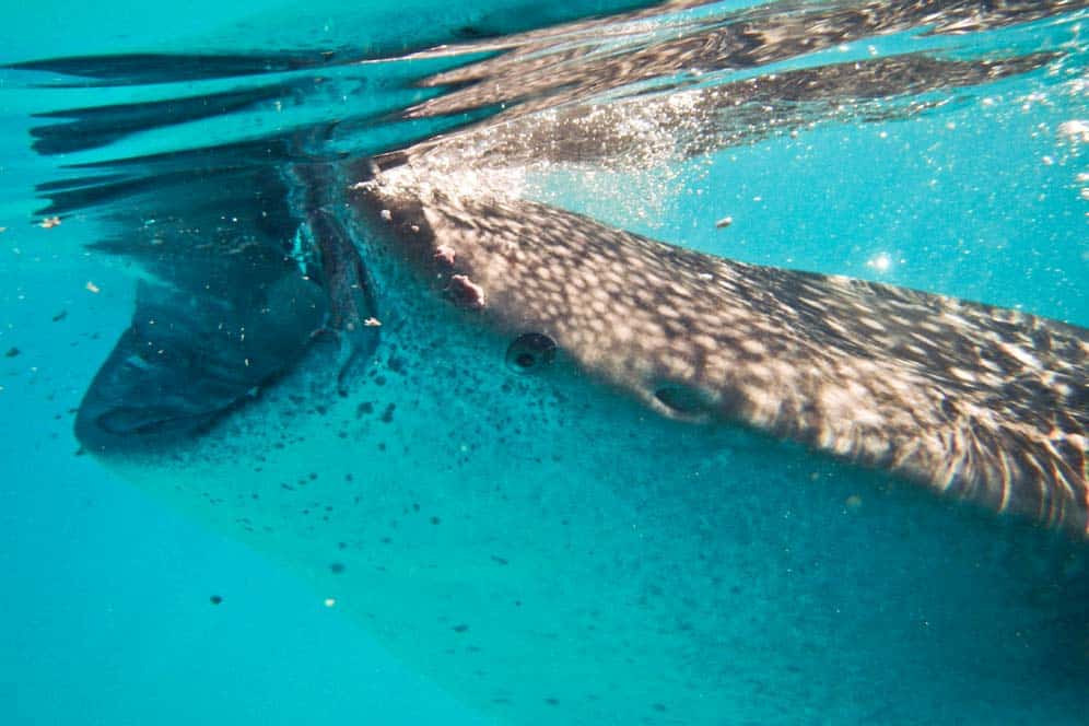 Tiburon ballena muy cerca, Oslob, Filipinas Tiburon ballena muy cerca, Oslob, Filipinas