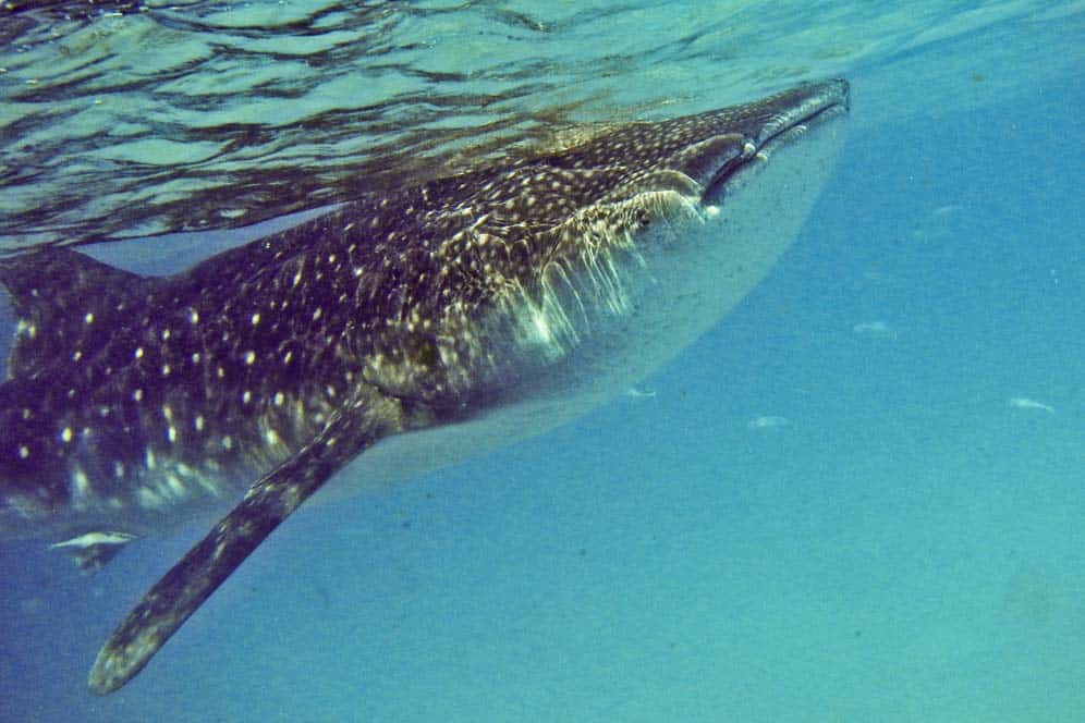 Tiburones ballena, Oslob, Filipinas Tiburones ballena, Oslob, Filipinas