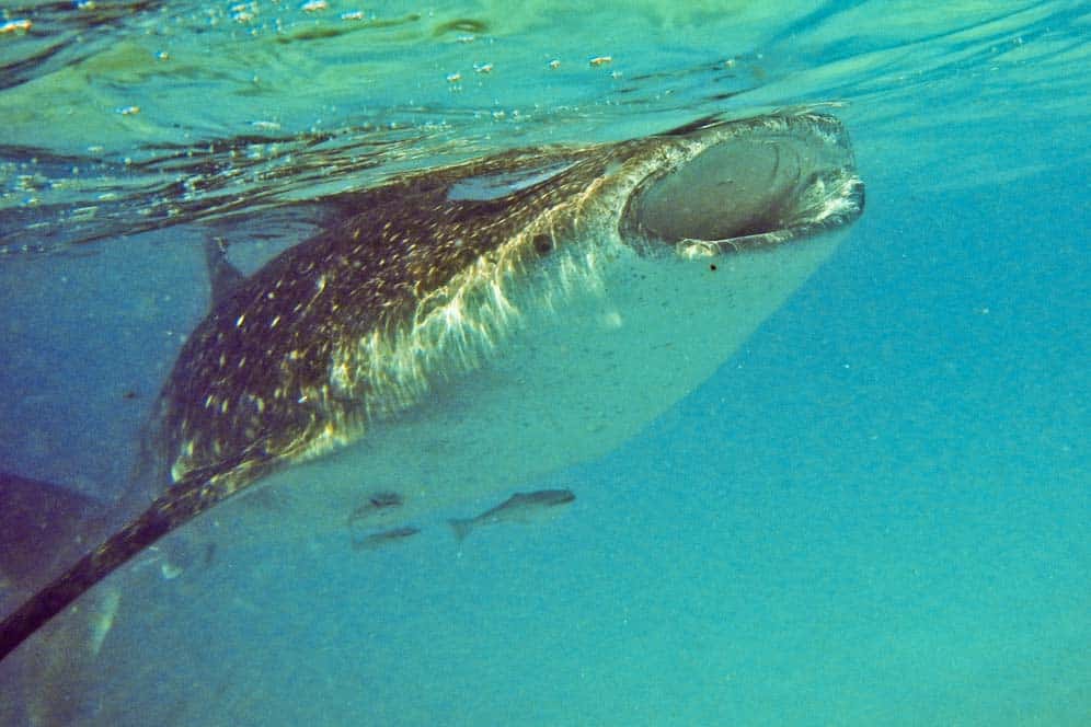 Tiburones ballena con boca abierta, Oslob, Filipinas Tiburones ballena con boca abierta, Oslob, Filipinas