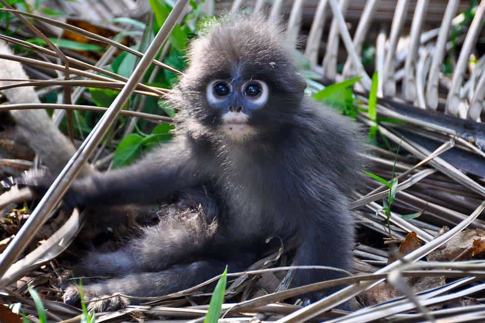 Monkey in Railay Beach Monkey in Railay Beach