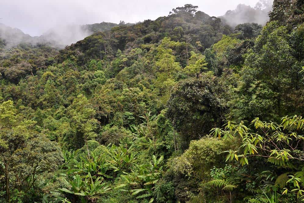 Dal Gunung Brinchang