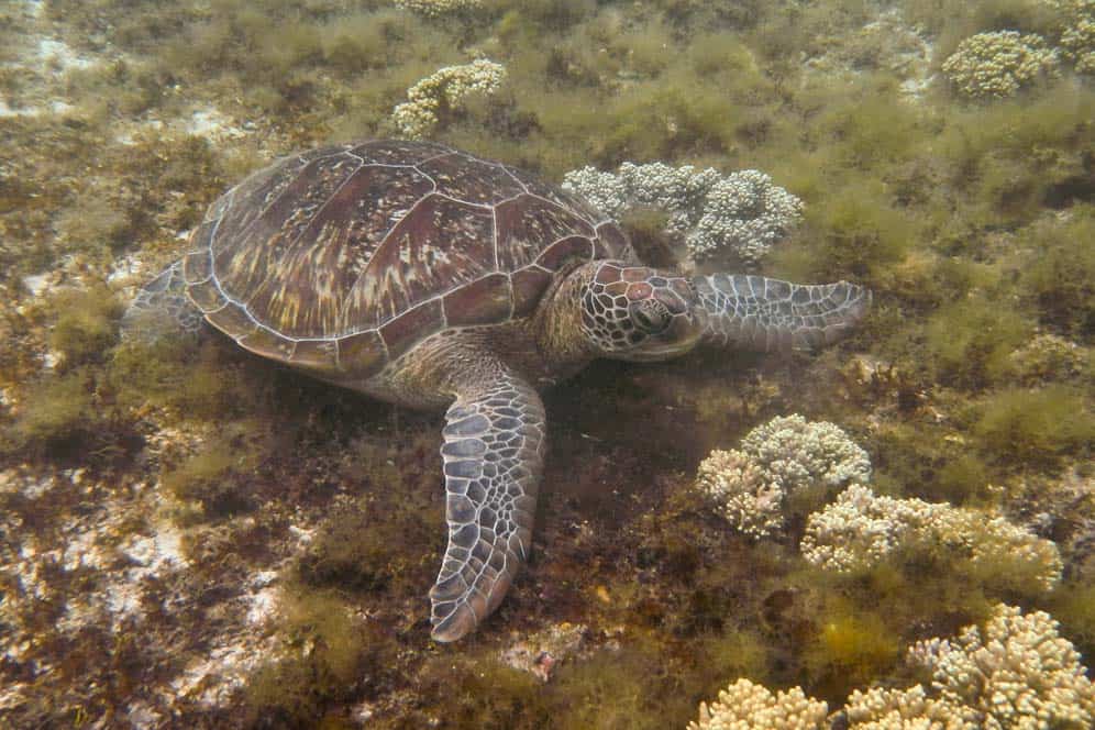 Tortuga marina, Apo Island, Filipinas Tortuga marina, Apo Island, Filipinas