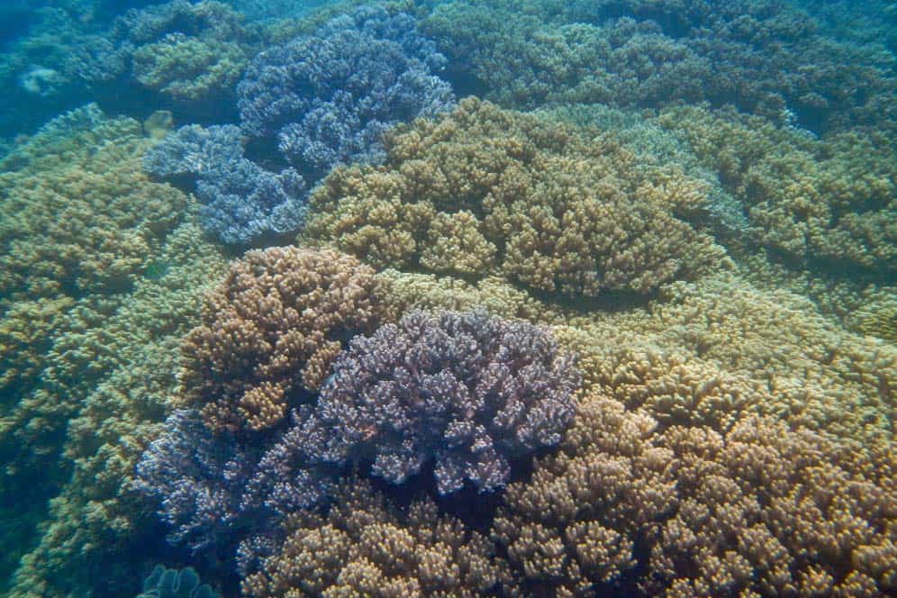 Barrera coral, Apo Island, Filipinas Barrera coral, Apo Island, Filipinas