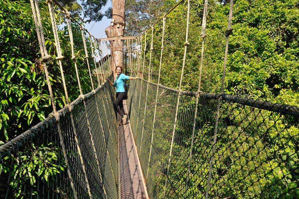 Canopy walk
