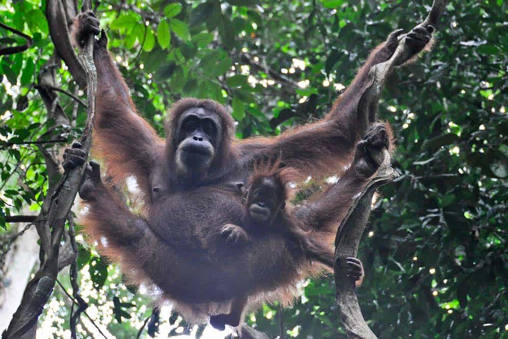 Orangotango con bambino a Bukit Lawang | Viaggio Indonesia Orangotango con bambino a Bukit Lawang | Viaggio Indonesia