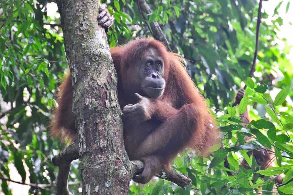 Orangotango nella foresta di Bukit Lawang | Viaggio Indonesia Orangotango nella foresta di Bukit Lawang | Viaggio Indonesia