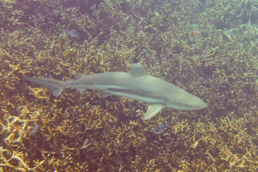 Tiburon de Arrecife, Islas de Perhentian, Malasia | Las mejores cosas que hacer en Perhentian Tiburon de Arrecife, Islas de Perhentian, Malasia | Las mejores cosas que hacer en Perhentian