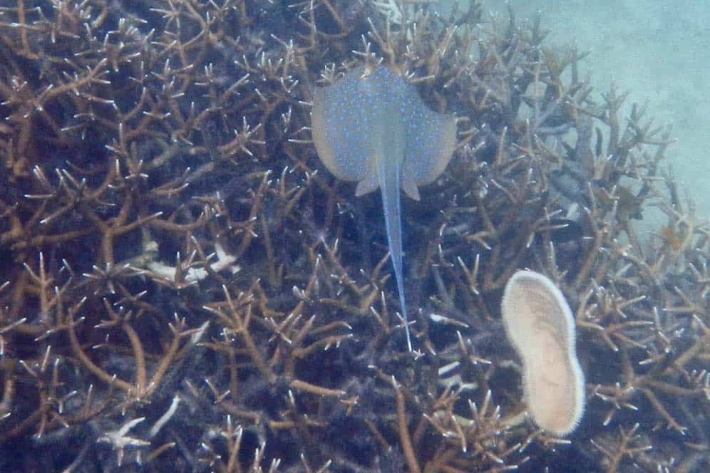 Raya, Islas de Perhentian, Malasia Raya, Islas de Perhentian, Malasia