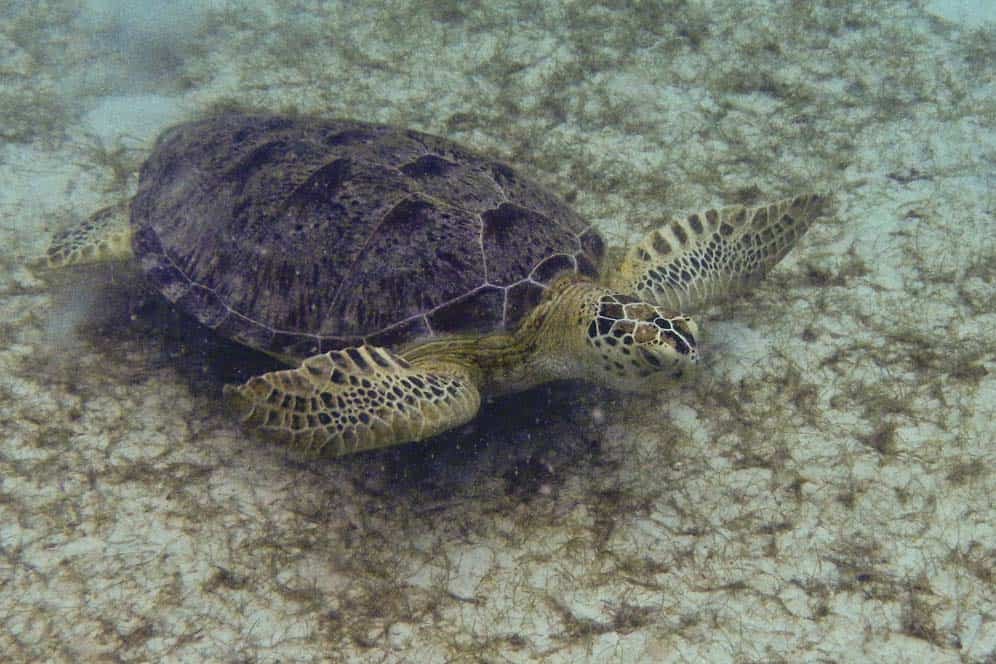 Tortuga, Islas de Perhentian, Malasia | Qué ver y hacer en las Perhentian Tortuga, Islas de Perhentian, Malasia | Qué ver y hacer en las Perhentian