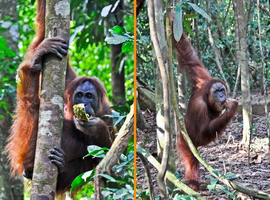 Orangotango Mina a Bukit Lawang | Viaggio Indonesia Orangotango Mina a Bukit Lawang | Viaggio Indonesia