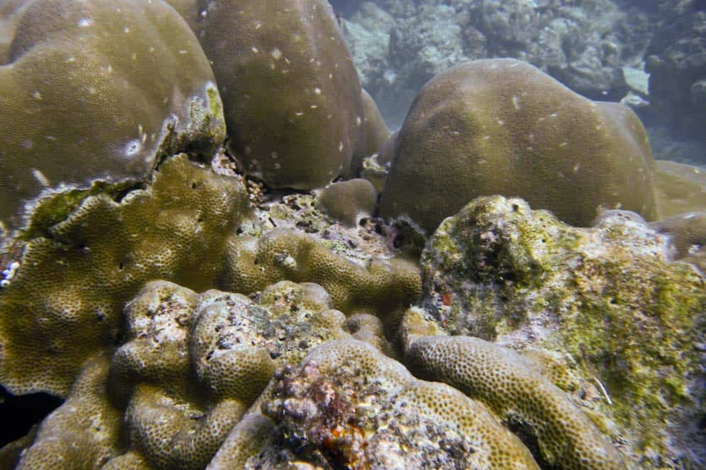Coral Corallo nel fondale dell'isola di Pulau We | Viaggio Indonesia