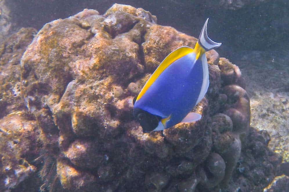 Pez lila y amarillo Pesce colorato nel fondale dell'isola di Pulau We | Viaggio Indonesia