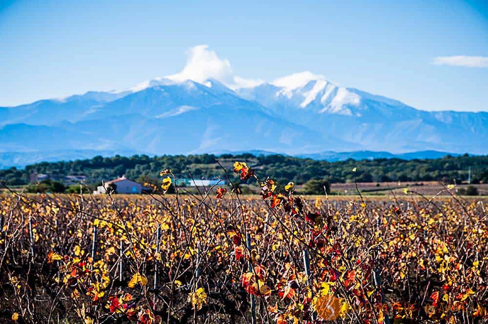 Vineyard close to Perpignan | Discover Perpignan Vineyard close to Perpignan | Discover Perpignan