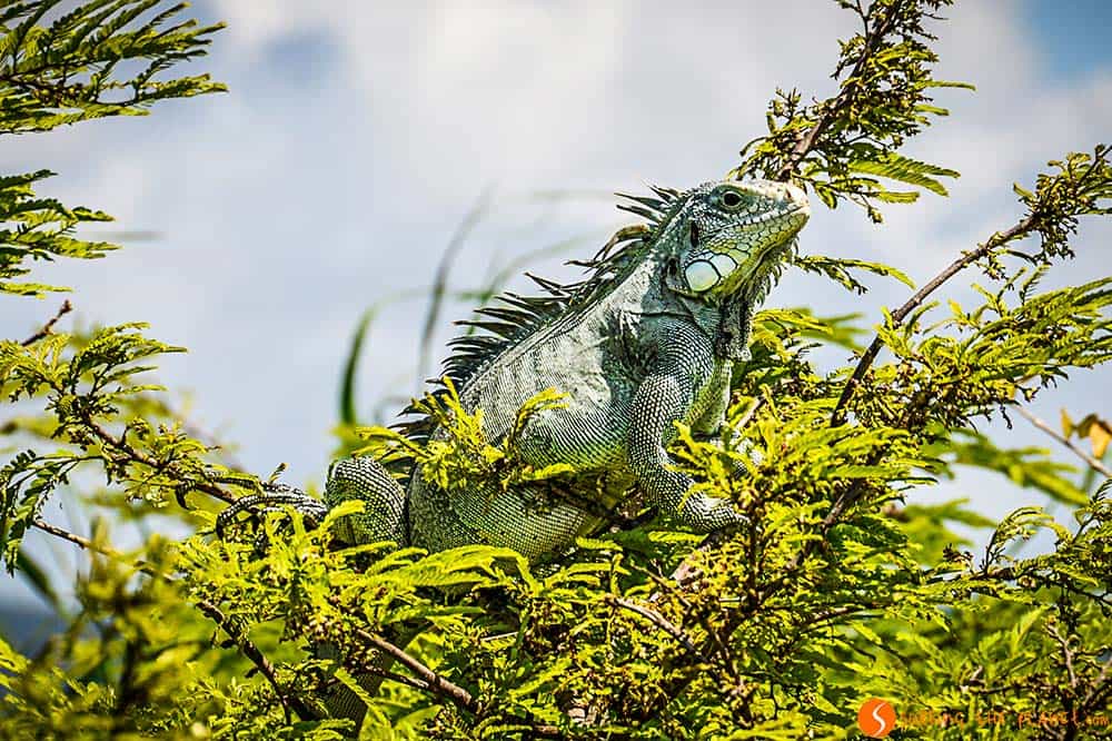 Iguana tomando el sol - Viaje al Amazonas