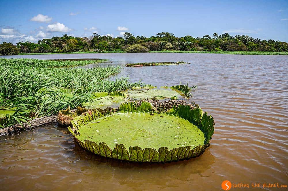 Water Lillies - A trip to the Amazon Rainforest