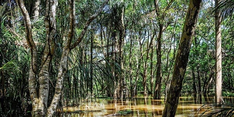 The flooded jungle -a trip to the Amazon Rainforest