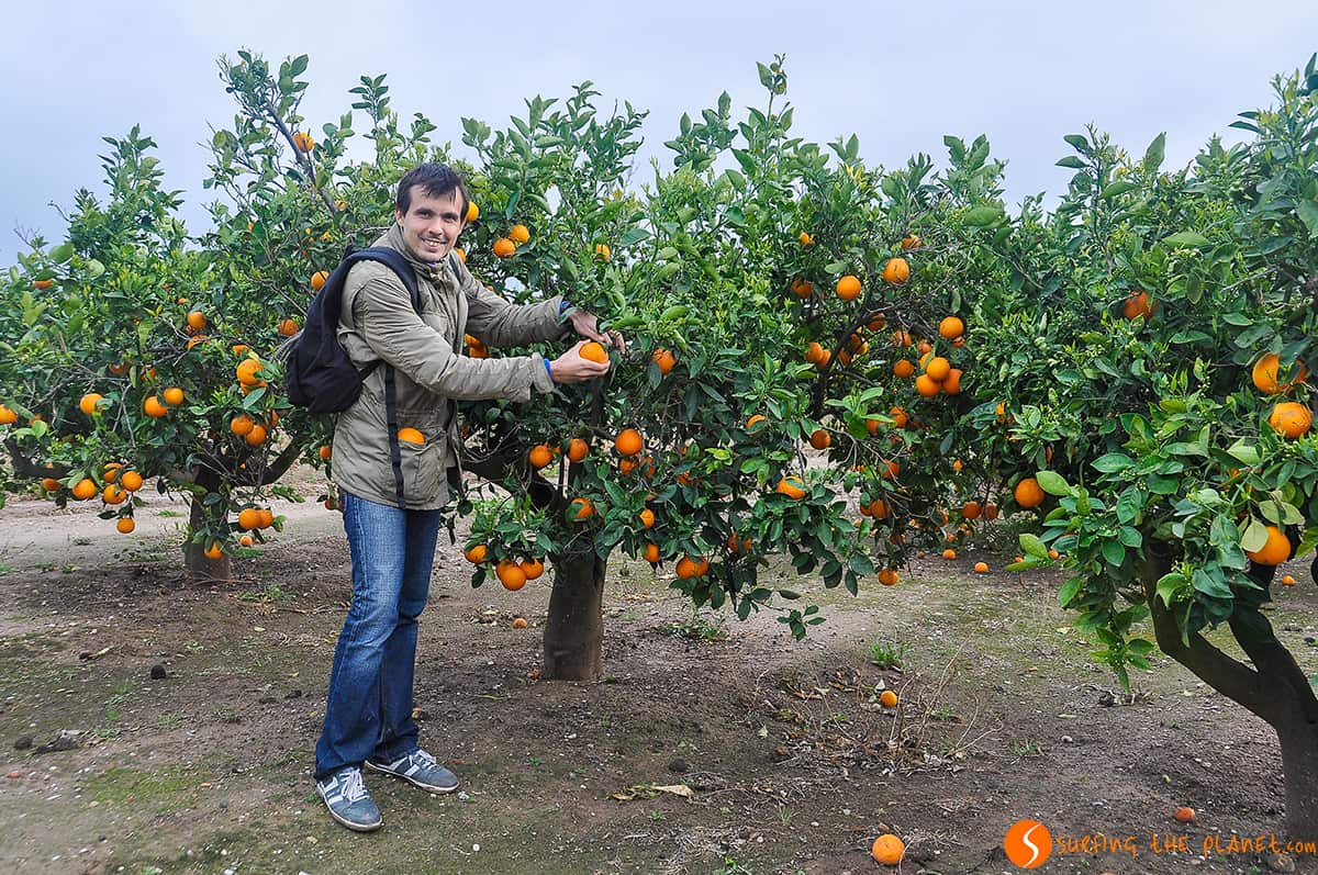 Recogiendo naranjas | Visitar Valencia Recogiendo naranjas | Visitar Valencia
