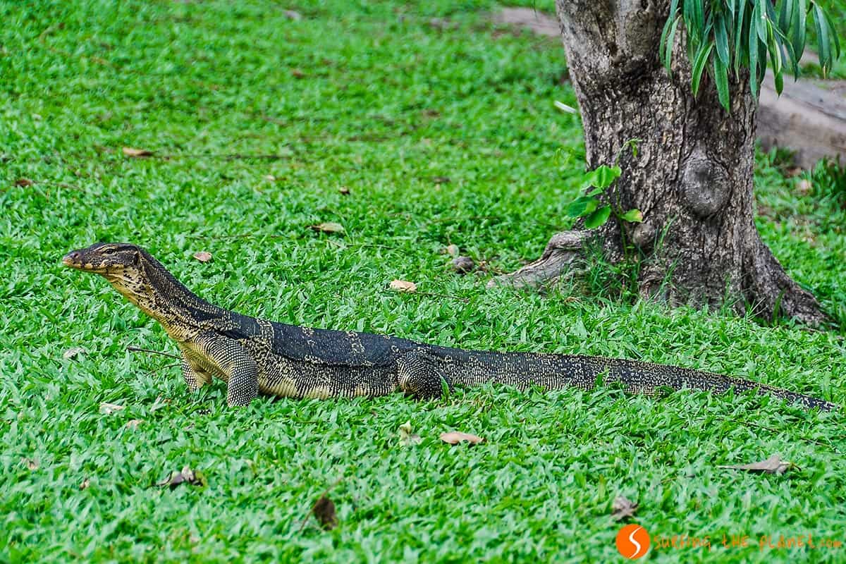 What to do in Bangkok | Lumphini Park What to do in Bangkok | Lumphini Park