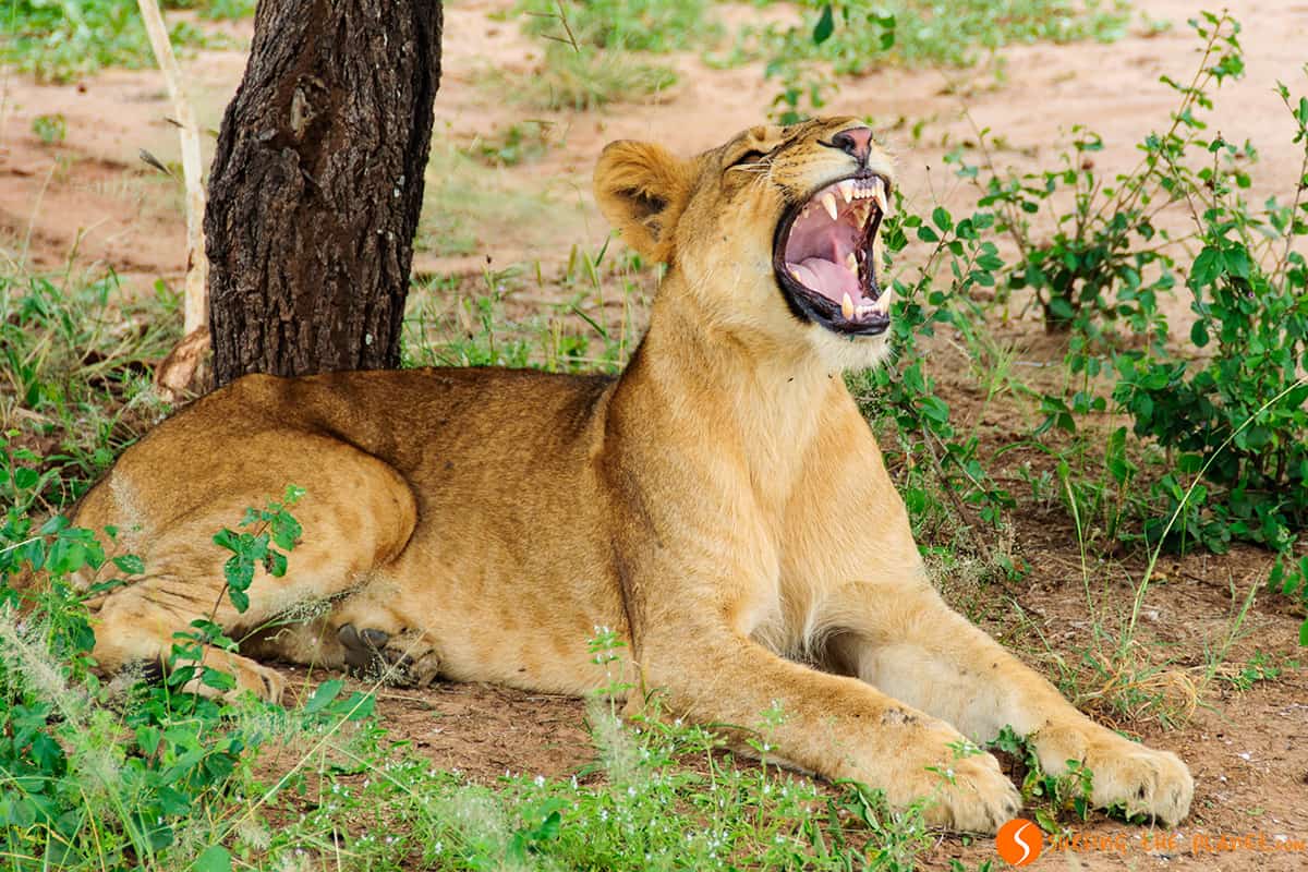 Tanzania Wildlife - A lion in the Tarangire National Park