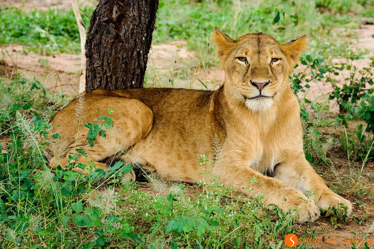 Un león mirándonos │ Parque Nacional de Tarangire Un león mirándonos │ Parque Nacional de Tarangire