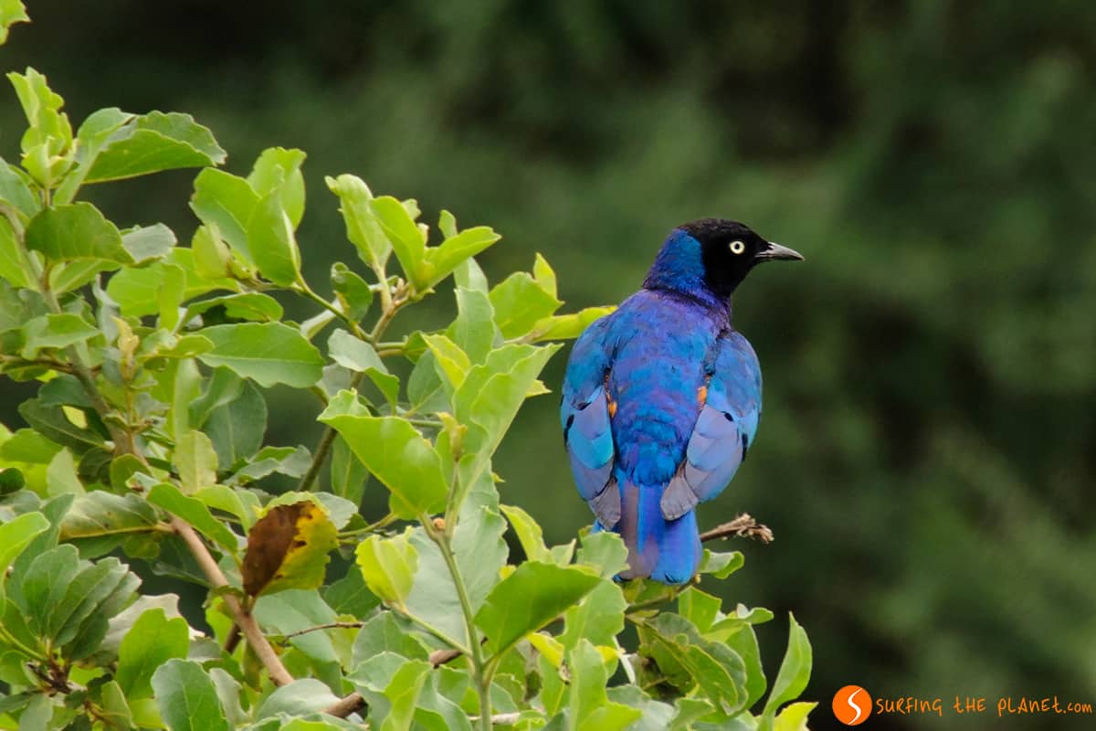 Blue bird - Tarangire National Park