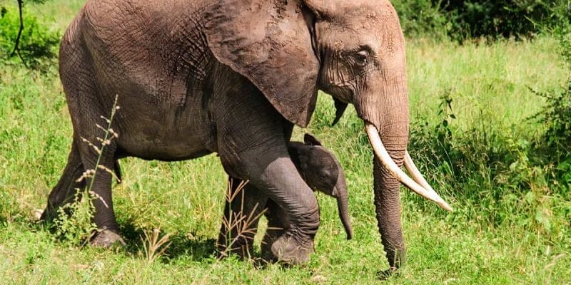 Visiting Tarangire Park - Elephant mum and her calf