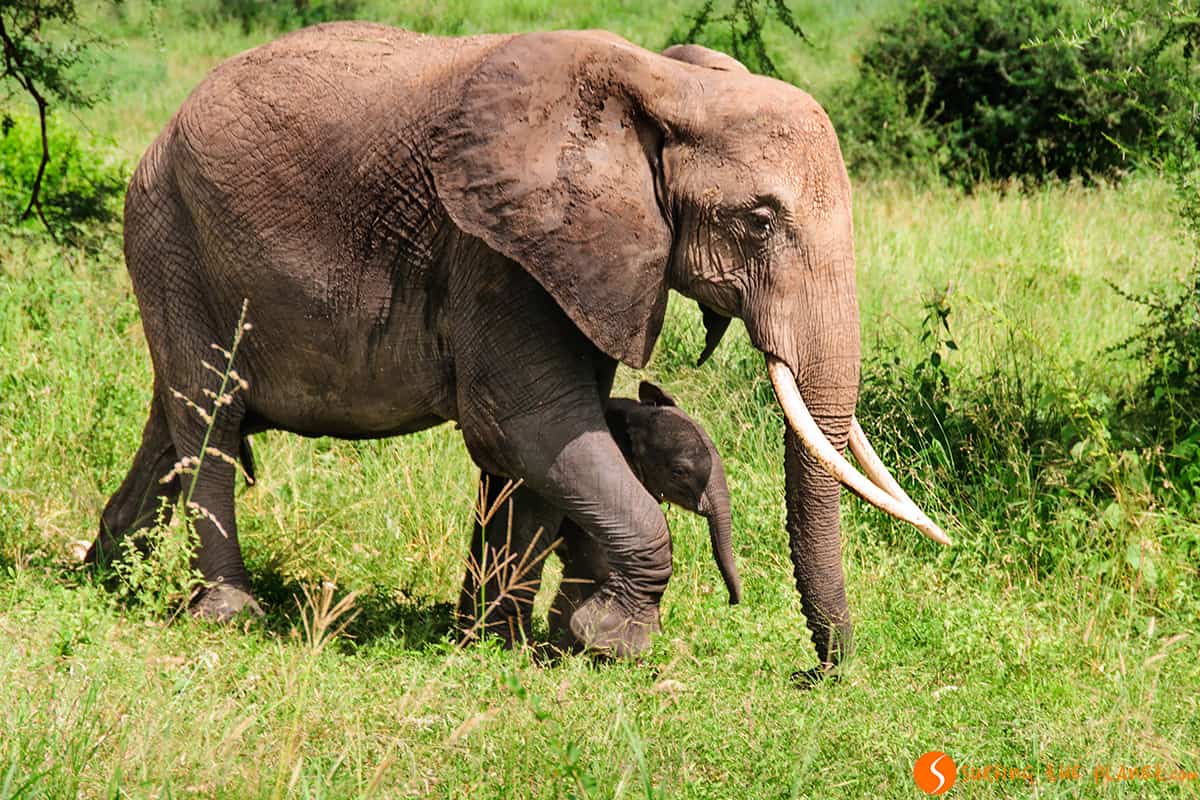 Visiting Tarangire Park - Elephant mum and her calf Visiting Tarangire Park - Elephant mum and her calf