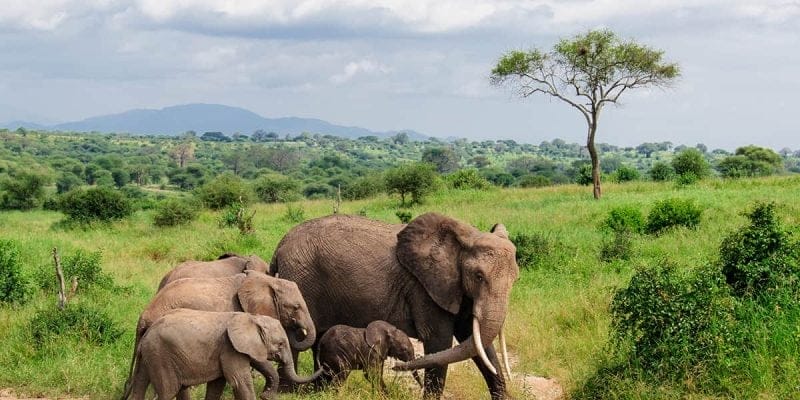 Familia de elefantes, Parque Nacional de Tarangire, Tanzania