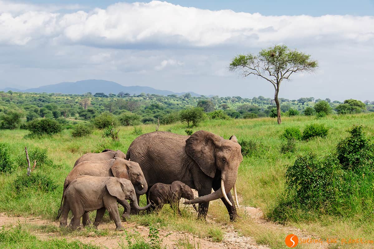Familia de elefantes, Parque Nacional de Tarangire, Tanzania Familia de elefantes, Parque Nacional de Tarangire, Tanzania